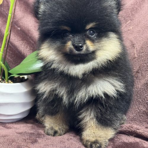 Brice, mâle spitz nain poméranien, lof #1