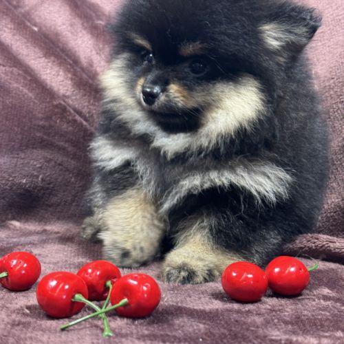 Brice, mâle spitz nain poméranien, lof #3
