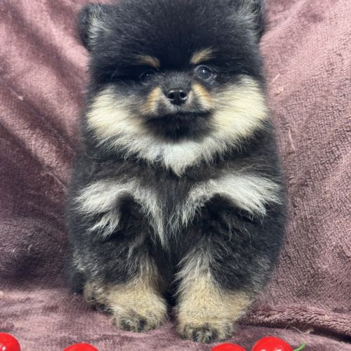Brice, mâle spitz nain poméranien, lof #0