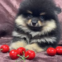 Brice, mâle spitz nain poméranien, lof #2