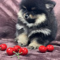 Brice, mâle spitz nain poméranien, lof #3
