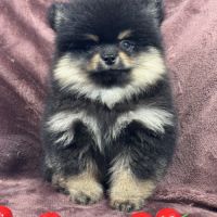 Brice, mâle spitz nain poméranien, lof
