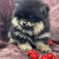 Brice, mâle spitz nain poméranien, lof #5