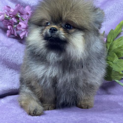 Bettie, femelle spitz nain poméranien, lof #1