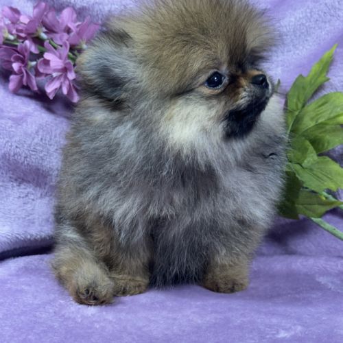 Bettie, femelle spitz nain poméranien, lof #2