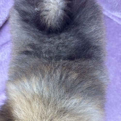 Bettie, femelle spitz nain poméranien, lof #5