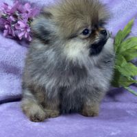 Bettie, femelle spitz nain poméranien, lof #2