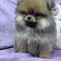 Bettie, femelle spitz nain poméranien, lof #4