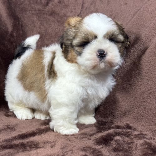 Bip, mâle type shih tzu fauve et blanc #1