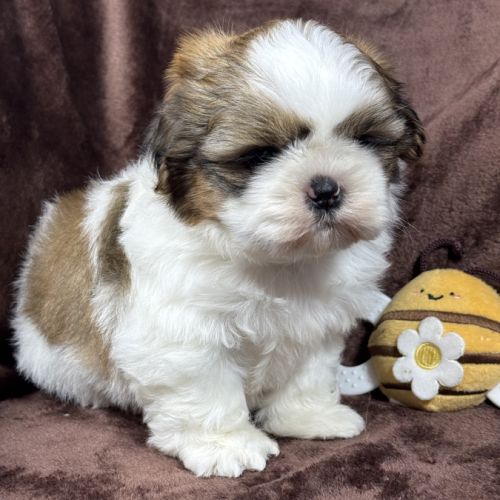 Bip, mâle type shih tzu fauve et blanc #0