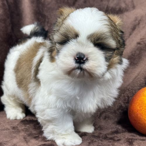 Bip, mâle type shih tzu fauve et blanc #3
