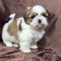 Bip, mâle type shih tzu fauve et blanc #1