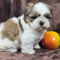 Bip, mâle type shih tzu fauve et blanc #4