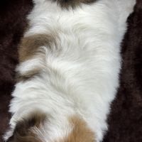 Bip, mâle type shih tzu fauve et blanc #5
