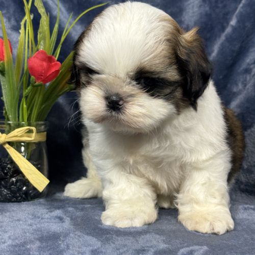 Bisou, mâle type shih tzu fauve et blanc #0