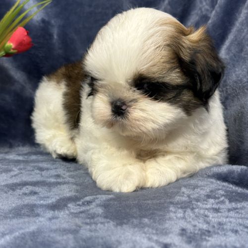 Bisou, mâle type shih tzu fauve et blanc #4