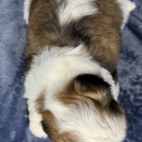 Bisou, mâle type shih tzu fauve et blanc #5