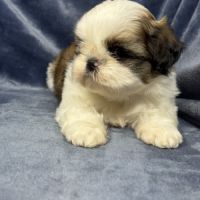Bisou, mâle type shih tzu fauve et blanc #1