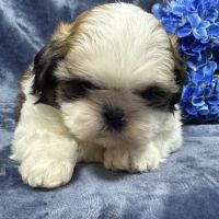 Bisou, mâle type shih tzu fauve et blanc #2