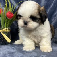 Bisou, mâle type shih tzu fauve et blanc