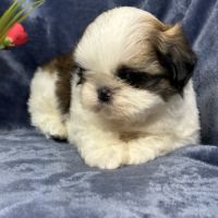 Bisou, mâle type shih tzu fauve et blanc #4