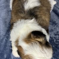 Bisou, mâle type shih tzu fauve et blanc #5