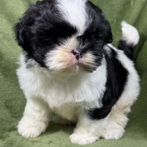 Buzz, mâle type shih tzu fauve et blanc #2