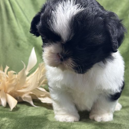 Buzz, mâle type shih tzu fauve et blanc #3
