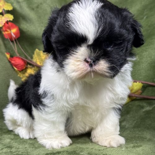 Buzz, mâle type shih tzu fauve et blanc #0