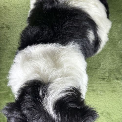 Buzz, mâle type shih tzu fauve et blanc #5