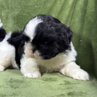 Buzz, mâle type shih tzu fauve et blanc #1