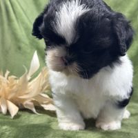 Buzz, mâle type shih tzu fauve et blanc #3