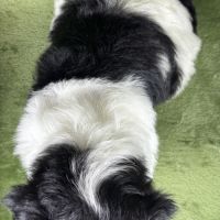 Buzz, mâle type shih tzu fauve et blanc #5