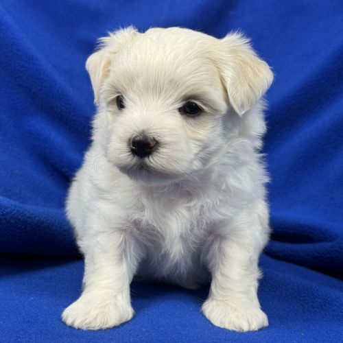 Bennett, mâle bichon maltais nain lof #0
