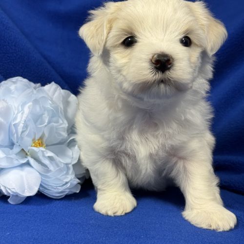 Bennett, mâle bichon maltais nain lof #3