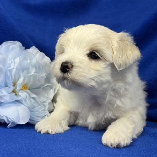 Bennett, mâle bichon maltais nain lof #4