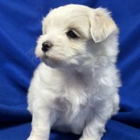 Bennett, mâle bichon maltais nain lof #1