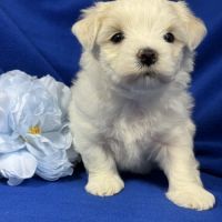 Bennett, mâle bichon maltais nain lof #3