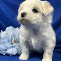 Bennett, mâle bichon maltais nain lof #5