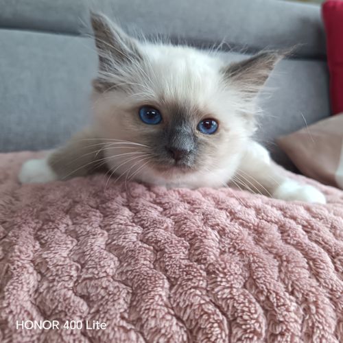 Magnifique chatons sacré de birmanie loof