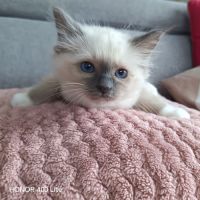 Magnifique chatons sacré de birmanie loof #0