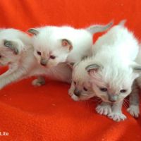 Magnifique chatons sacré de birmanie loof #2