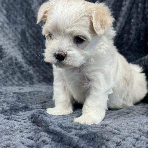 Best, mâle bichon maltais nain lof #3