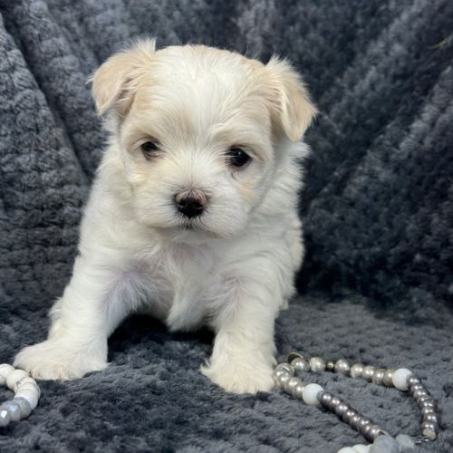 Best, mâle bichon maltais nain lof #4