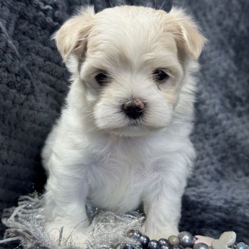 Best, mâle bichon maltais nain lof #5