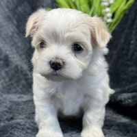 Best, mâle bichon maltais nain lof