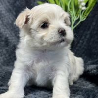 Best, mâle bichon maltais nain lof #2