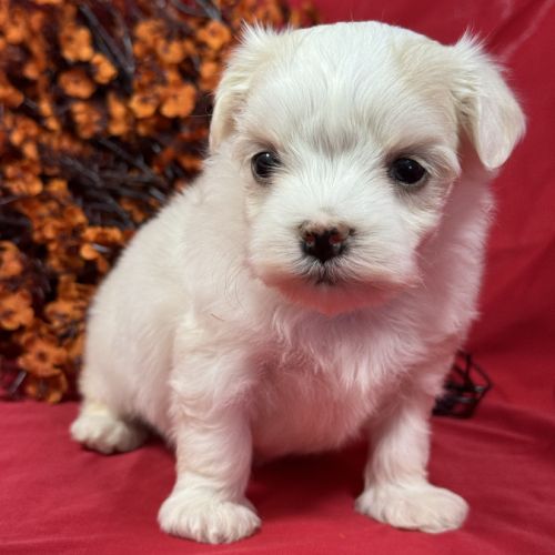 Bobby, mâle bichon maltais nain lof #0