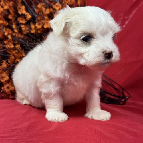 Bobby, mâle bichon maltais nain lof #2