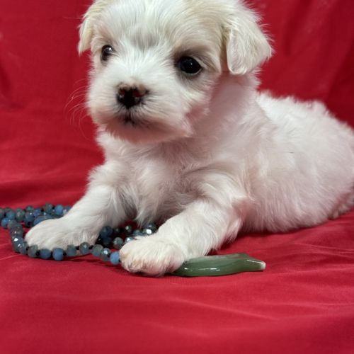 Bobby, mâle bichon maltais nain lof #4